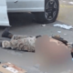 A graphic image circulating online depicts the suspected perpetrator of the New Orleans car-ramming attack lying deceased outside a heavily damaged vehicle.