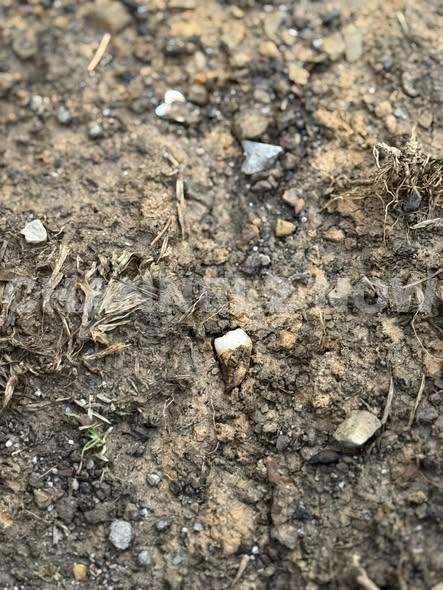 Sevierville Homeowner Shaelyn Baggett Finds Human Teeth Emerging From Yard, Prompting Multi-Agency Investigation