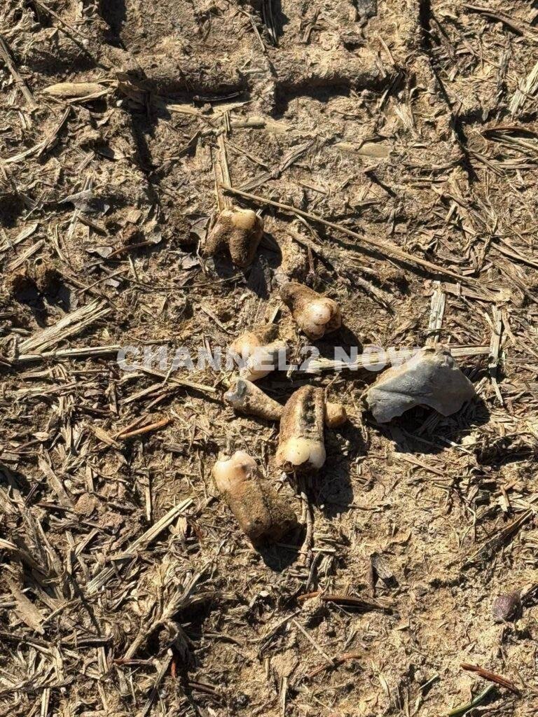 Sevierville Homeowner Shaelyn Baggett Finds Human Teeth Emerging From Yard, Prompting Multi-Agency Investigation