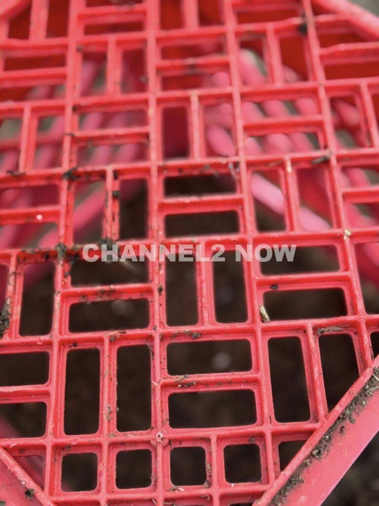 Sevierville Homeowner Shaelyn Baggett Finds Human Teeth Emerging From Yard, Prompting Multi-Agency Investigation