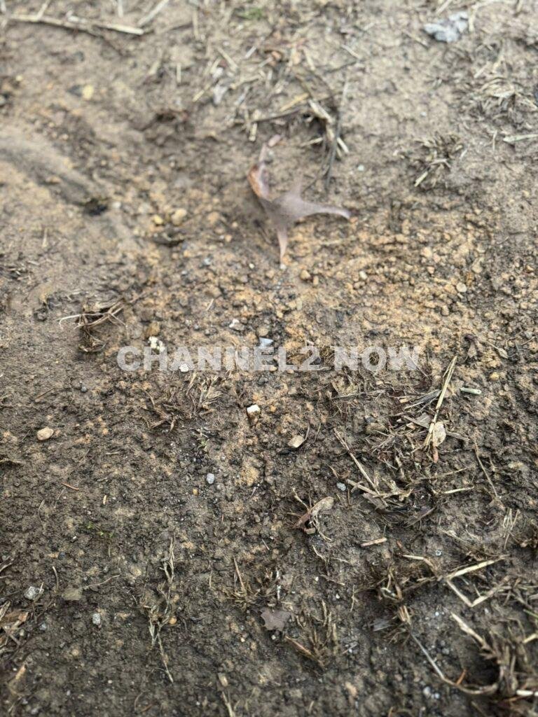 Sevierville Homeowner Shaelyn Baggett Finds Human Teeth Emerging From Yard, Prompting Multi-Agency Investigation