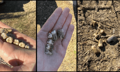 Sevierville Homeowner Shaelyn Baggett Finds Human Teeth Emerging From Yard, Prompting Multi-Agency Investigation